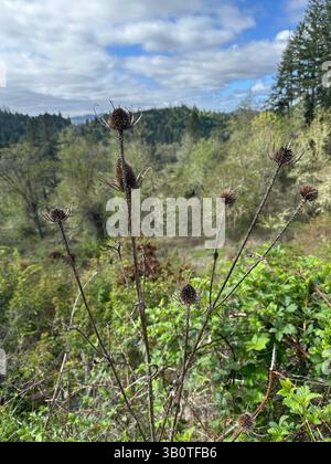 La valle di Willamette, a sud di Eugene, Oregon, in primavera. Foto Stock