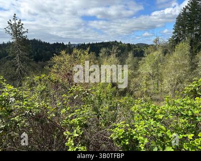 La valle di Willamette, a sud di Eugene, Oregon, in primavera. Foto Stock