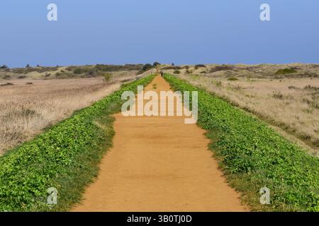 Sponda tra paludi che conduce alle dune di sabbia e al mare sulla costa settentrionale del Norfolk, Inghilterra, Regno Unito Foto Stock