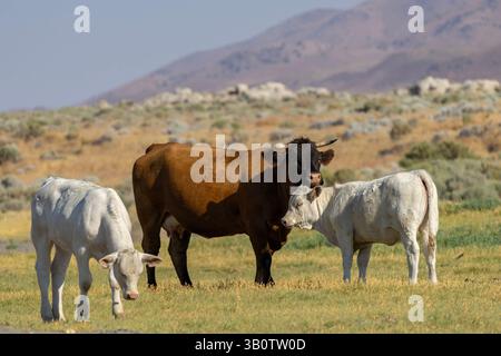 Tre mucche, una marrone e due bianche, pascolano pacificamente in un campo erboso. Lo sfondo presenta montagne lontane sotto un cielo azzurro. Foto Stock