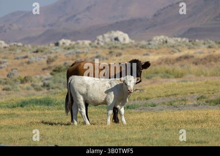 Due mucche stanno vicine in un prato verdeggiante. La mucca bruna si erge proteggendo dietro quella bianca, con colline ondulate e cieli soleggiati nel b Foto Stock