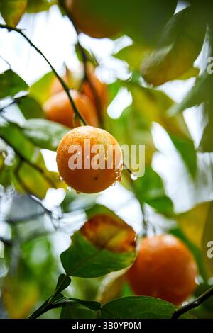 Arancio ombelico con gocce d'acqua su un albero Foto Stock