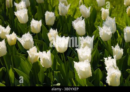 Primo piano di bellissimi tulipani orlati bianchi che fioriscono in un campo illuminato dal sole ai giardini Keukenhof, Paesi Bassi, con i loro delicati petali. Foto Stock