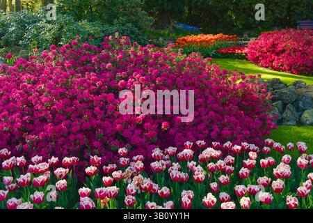 Colorata mostra primaverile ai Giardini Keukenhof con tulipani rossi e bianchi, vibranti cespugli magenta azalea/rododendri e tulipani arancioni su un prato verde. Foto Stock