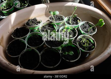 Le piccole piante germogliano in contenitori di plastica, assorbendo la luce solare in un ambiente di giardino domestico. Foto Stock