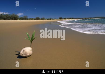 06 gennaio 2009 - NOCE DI COCCO che germinano sulla spiaggia. Queensland. Australia. (Immagine di credito: © Daniel Zupanc/Evolve/Photoshot/ZUMAPRESS.com) Foto Stock