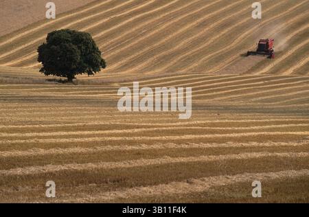 06 gennaio 2009 - RACCOLTA DEL GRANO. Mietitrebbia al lavoro in un campo enorme. Wiltshire. Inghilterra. (Immagine di credito: © Guy Edwardes/Evolve/Photoshot/ZUMAPRESS.com) Foto Stock