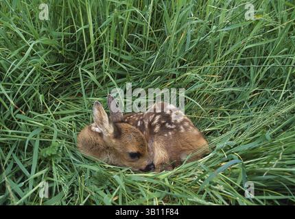 06 gennaio 2009 - ROE CERVO fawn nascosto in un prato alto. Capreolus capreolus. Dorset. Inghilterra. (Immagine di credito: © Guy Edwardes/Evolve/Photoshot/ZUMAPRESS.com) Foto Stock
