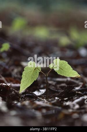 Jan. 06, 2009 - SYCAMORE  seedling newly emerged in leaf litter. Acer pseudoplatanus. (Credit Image: © Laurie Campbell/Evolve/Photoshot/ZUMAPRESS.com) Foto Stock