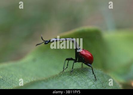 06 gennaio 2009 - uomo WEEVIL CON IL COLLO DI GIRAFFA. Trachelophorus giraffa. Parco nazionale di Mantadi. Madagascar. (Immagine di credito: © Nick Garbutt/Evolve/Photoshot/ZUMAPRESS.com) Foto Stock