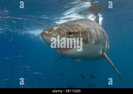 06 GENNAIO 2009 - GRANDE SQUALO BIANCO. Carcharodon Carcharias. Fotografato a Guadalupe Island. Messico. Situato nel Pacifico orientale al largo di Baja. Guadalupe attrae squali bianchi da circa giugno a dicembre. (Immagine di credito: © Michael Patrick o'Neill/Evolve/Photoshot/ZUMAPRESS.com) Foto Stock