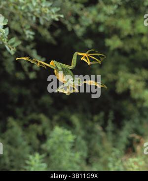 06 GENNAIO 2009 - WALLACE'S FLYING FROG GLIDING. Rhacophorus nigropalmatus. Chiamata anche Abah River Flying Frog. (Immagine di credito: © Stephen Dalton/Evolve/Photoshot/ZUMAPRESS.com) Foto Stock