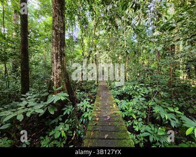 Passeggiata nella giungla della valle del Danum a Lahad Datu Foto Stock