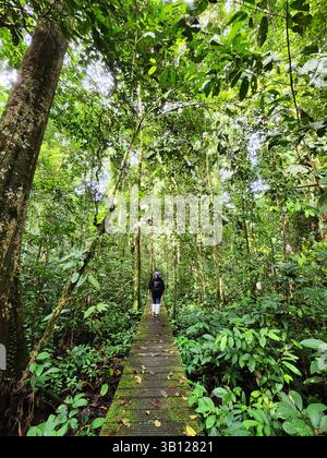 Donna che cammina su un passaggio pedonale nella giungla della valle di Danum a Lahad Datu Foto Stock
