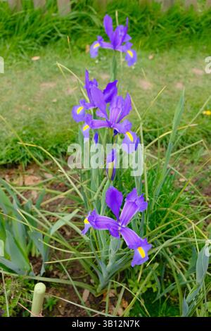 Fila di bellissimi Iris blu in fiore a metà primavera Foto Stock
