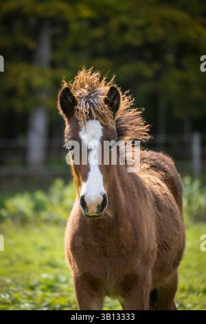 Giovane puledro islandese con soffice criniera in piedi nel verde pascolo Foto Stock
