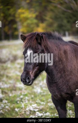Ritratto di un cavallo islandese scuro nel pascolo rurale con un soffice sfondo prato Foto Stock