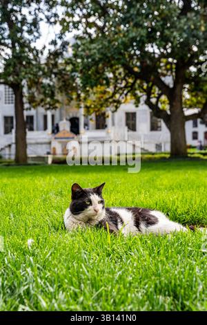 Gatto randagio bianco e nero che riposa nei giardini dello storico Palazzo Topkapi, un importante punto di riferimento culturale e turistico a Istanbul, Turchia Foto Stock