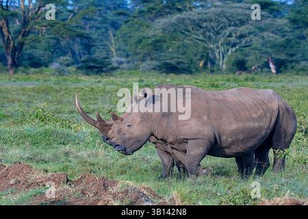 Rinoceronte bianco meridionale (Ceratotherium simum) e cucciolo dal Parco Nazionale del Lago Nakuru, Kenya Foto Stock