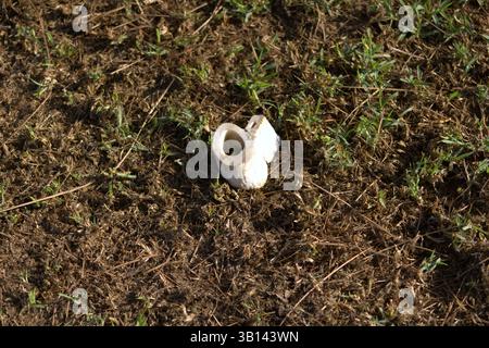 pianta di funghi bianchi dalla forma strana Foto Stock