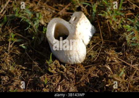 pianta di funghi bianchi dalla forma strana Foto Stock