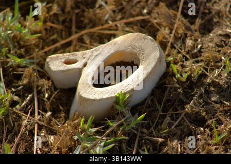 pianta di funghi bianchi dalla forma strana Foto Stock