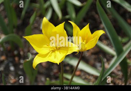 Vista ravvicinata di un paio di tulipani in legno giallo brillante che mostrano i loro delicati petali e stami. Foto Stock