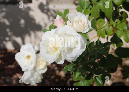 Fiori di colore bianco con foglie di colore verde Foto Stock