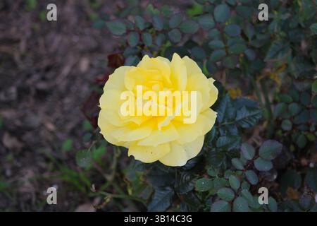 rosa di colore giallo nel giardino Foto Stock