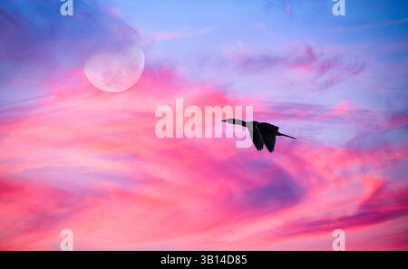 La silhouette di uccello si innalza nel cielo rosa e blu con Full Moon Rising Foto Stock