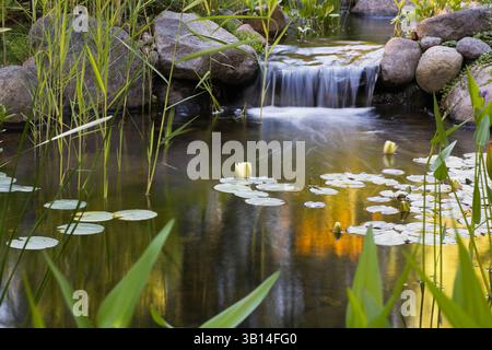 Primo piano di Nymphaea alba bianca - fiori d'acqua sulla superficie dello stagno con cascata vista attraverso la foschia della Pondeteria cordata - erba di Pickerel. Foto Stock