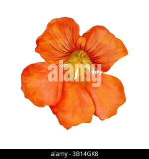 Un'immagine dettagliata e ravvicinata di un meraviglioso fiore d'arancia che mostra magnificamente i suoi intricati dettagli di petali. Oggetto ad acquerello isolato disegnato a mano su sfondo bianco. Foto Stock