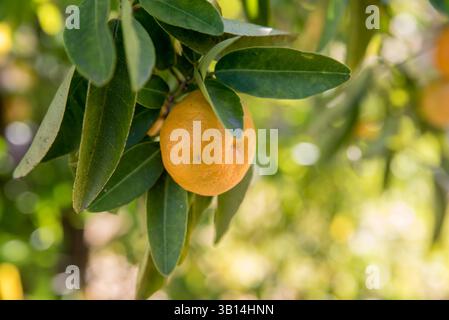 Mandarino che cresce su un albero da vicino Foto Stock