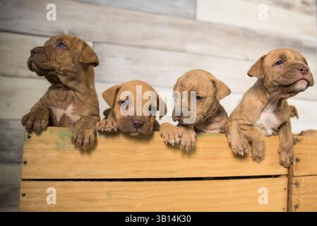 cassa piena di cuccioli di pitbull Foto Stock