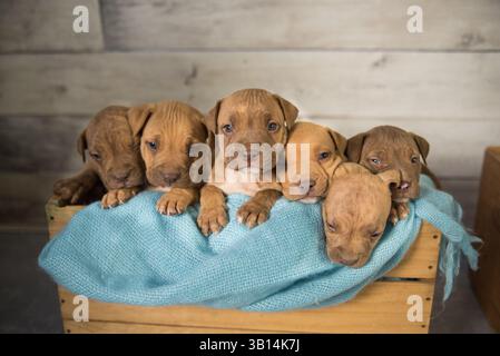 cassa piena di cuccioli di pitbull Foto Stock