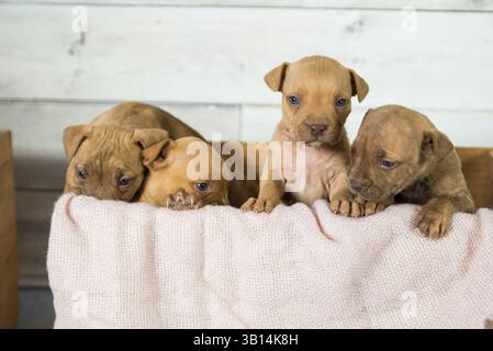 cassa piena di cuccioli di pitbull Foto Stock