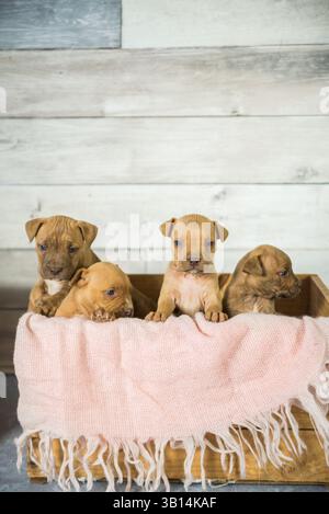 cassa piena di cuccioli di pitbull Foto Stock