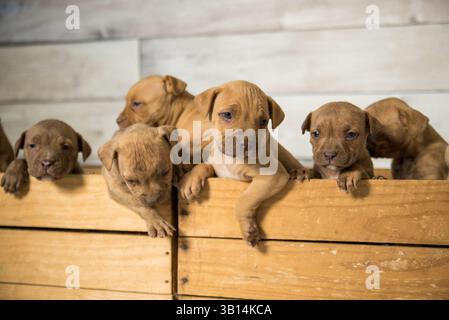 cassa piena di cuccioli di pitbull Foto Stock