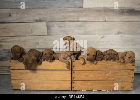 cassa piena di cuccioli di pitbull Foto Stock