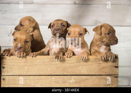 cassa piena di cuccioli di pitbull Foto Stock