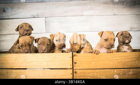 cassa piena di cuccioli di pitbull Foto Stock
