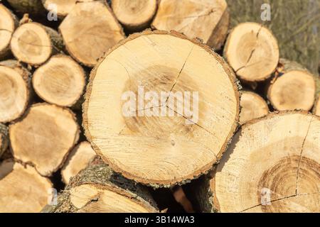 Primo piano di tronchi d'albero in natura. molti tronchi d'albero tagliati. Vista frontale. Sfondo naturale. Foto Stock