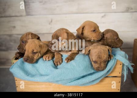cassa piena di cuccioli di pitbull Foto Stock