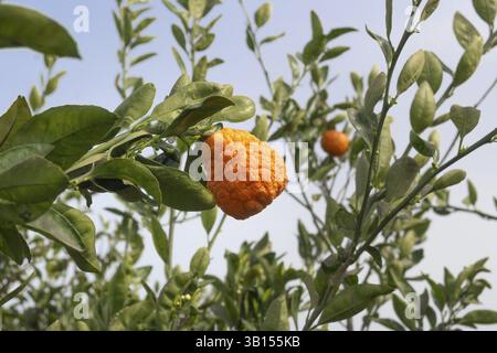Frutto dell'arancia amara (Citrus Ã— aurantium L.), Spagna, Europa Foto Stock
