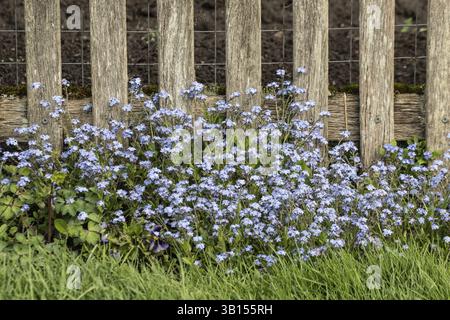 Forget-me-not (Myosotis sylvatica) su una recinzione di legno, bassa Sassonia, Germania, Europa Foto Stock