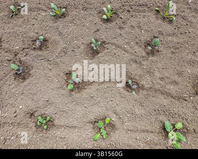 bio, alimenti, verdure, ravanello, ortaggi a radice commestibili, varietà di cavolo selvatico Moravia e Modrava, kohlrabi, Brassica oleracea, piantine, Pruhonice, A. Foto Stock