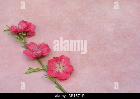 Fiori della pesca ornamentale giapponese su sfondo rosa Foto Stock