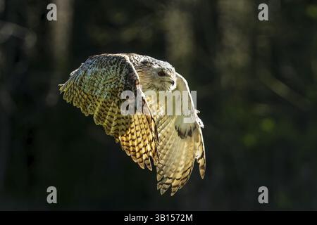 Un gufo vola attraverso una foresta ombreggiata con ali allungate, il gufo dell'aquila siberiana (Bubo bubosibiricus), Germania, Europa Foto Stock