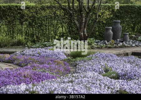 Polsterphlox (Phlox subulata), bassa Sassonia, Germania, Europa Foto Stock