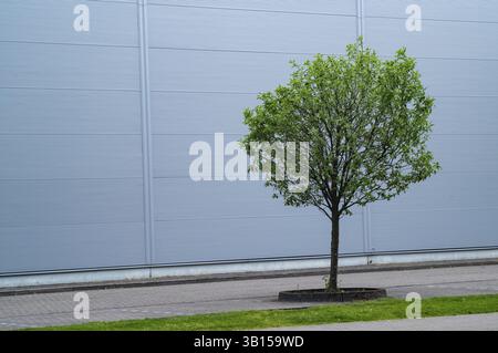 Piccolo albero con foglie verdi che cresce vicino ad una facciata di un edificio moderno, Borken, NRW, Germania, Europa Foto Stock
